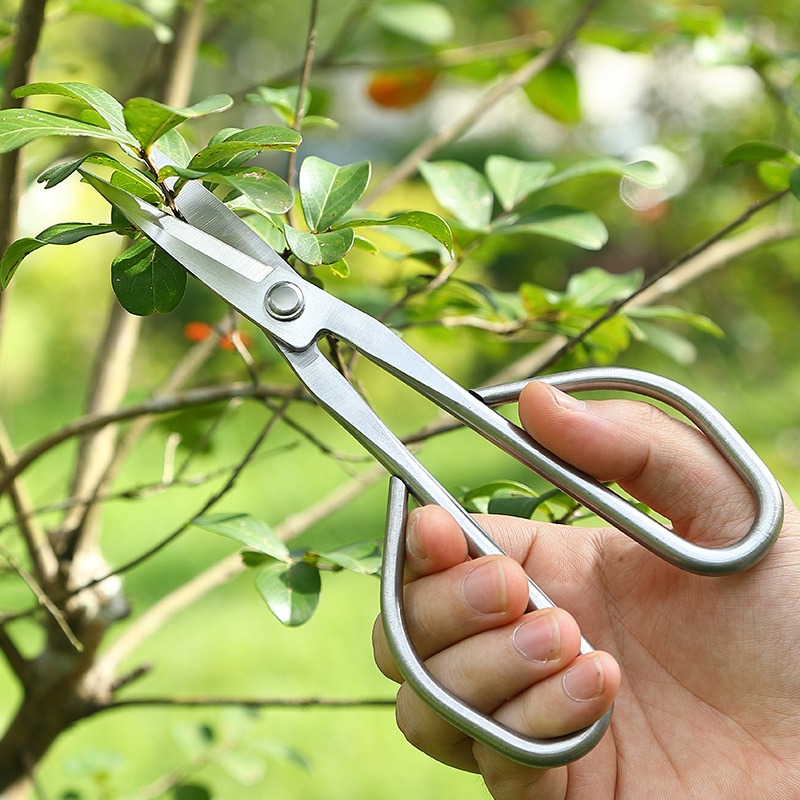 กรรไกรตัดกิ่งไม้เล็ก อุปกรณ์ทำ - Bonsai Garden Knife บทวิจารณ์และราคา